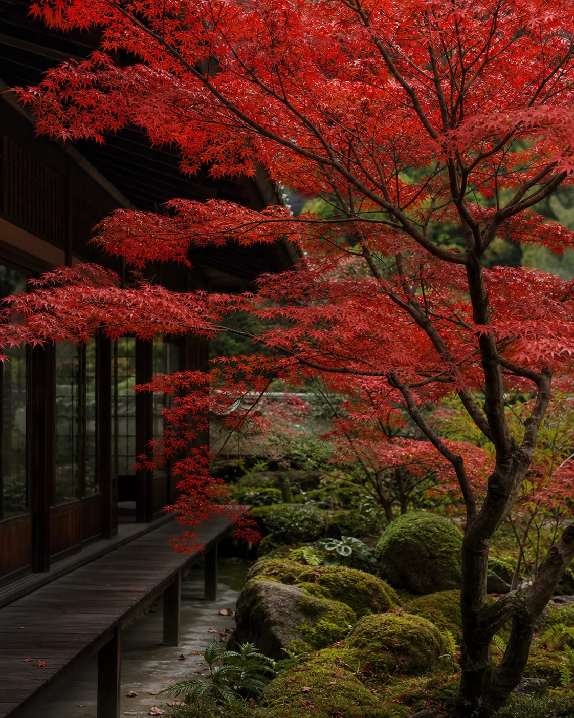 Red Japanese maple beside a timber veranda